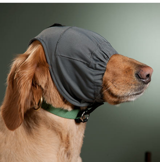 Illustration for article titled Why Your Dog Might Need Sunglasses (Seriously)